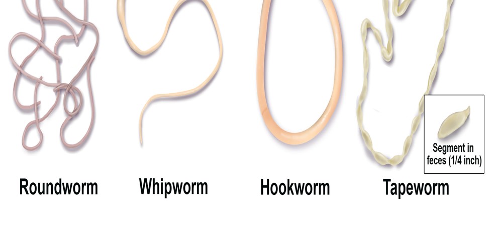 Parasite Prevention – Intestinal Worms – Morayfield Veterinary Surgery